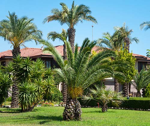 Palm trees in front of a house thats has green front lawn