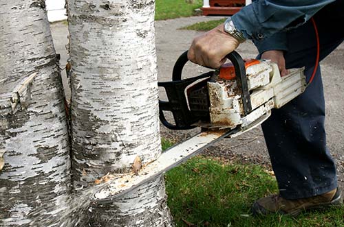 Someone cutting from the bottom part of the tree with a chainsaw