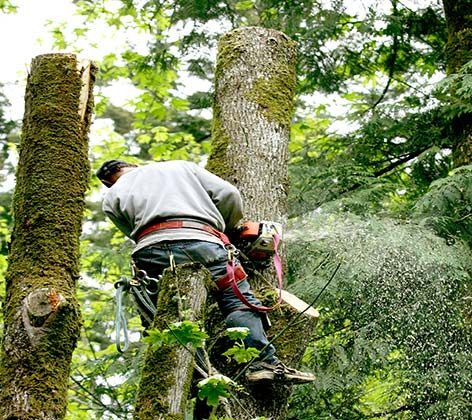 2 cut trees that have moss on they're trunk and a man wearing a gray jacket is cutting tree with a chainsaw.