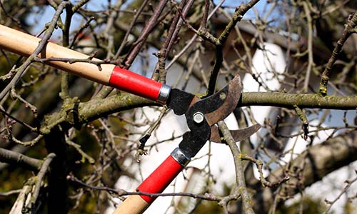 tree cutting and pruning services in covina