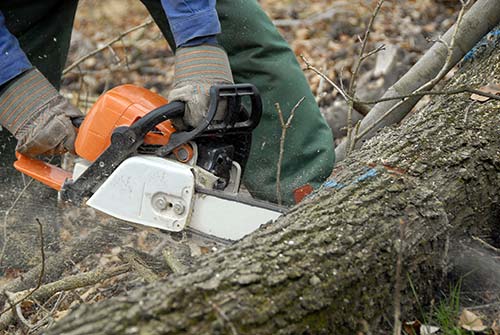 tree trimming and cutting services in Glendora