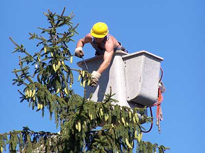 tree cutting and pruning services in  San Dimas