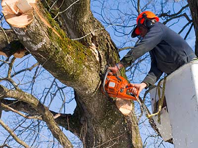 tree cutting and pruning services in  San Dimas