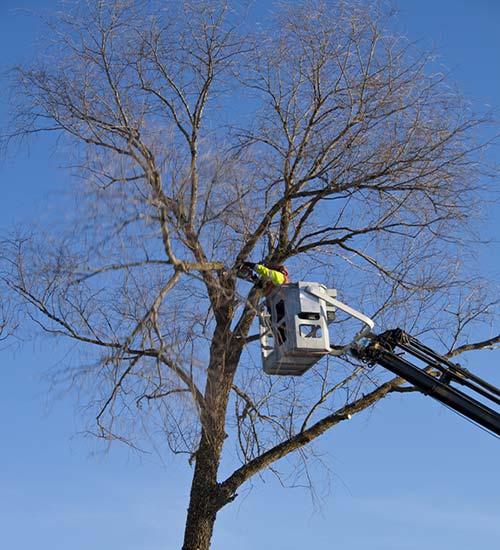 tree trimming and cutting services in San Dimas, CA