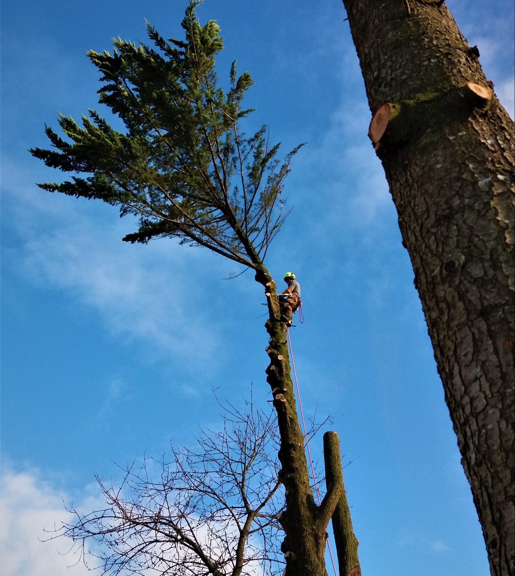 A man is on a very tall pine tree cutting its crown