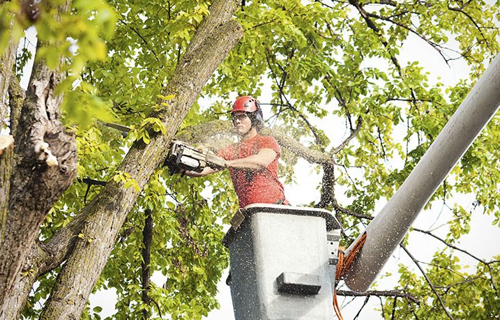 A man with a red shirt and helmet is on a lifter cutting a branch of a tree with a chainsaw