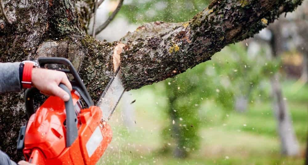 Tree Removal, stump grinding and root removal Services in westcovina