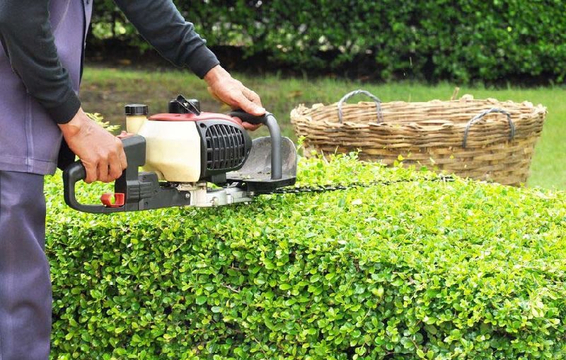 Someone trimming shrubs using a chainsaw