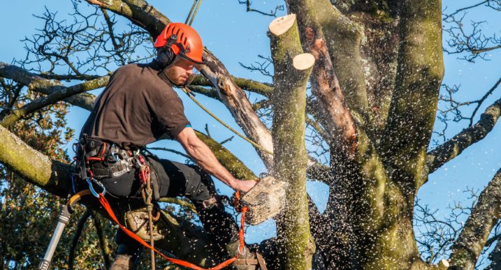 Tree trimming and cutting cortez tree service