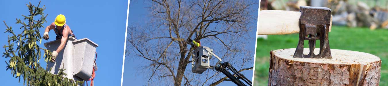 Top Rated Tree Removal Service In Glendora CA