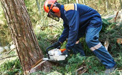 Worker in full gear cutting tree