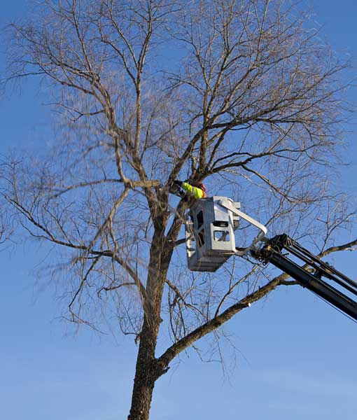 We use best safety precaution while tree removing